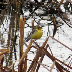 Motacilla citreola