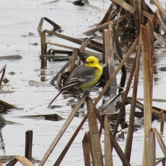 Motacilla citreola