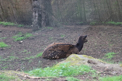 Rusa alfredi