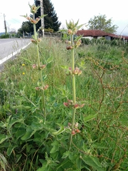 Scrophularia grandiflora