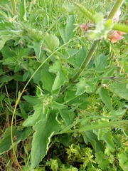 Scrophularia grandiflora