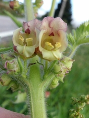 Scrophularia grandiflora