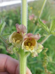 Scrophularia grandiflora