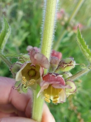 Scrophularia grandiflora