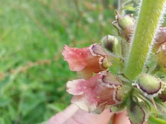 Scrophularia grandiflora