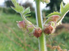 Scrophularia grandiflora