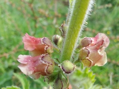 Scrophularia grandiflora
