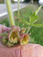 Scrophularia grandiflora
