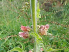 Scrophularia grandiflora