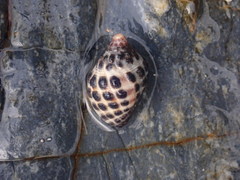 Tenguella marginalba