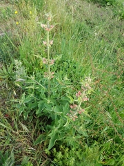 Scrophularia grandiflora
