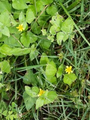 Calyptocarpus vialis