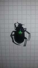 Calosoma sycophanta