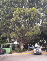Ficus benjamina benjamina