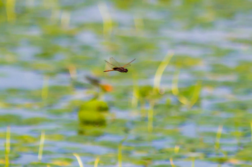 Hyacinth Glider photo 5