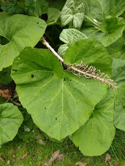 Gunnera perpensa