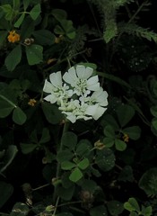 Orlaya grandiflora