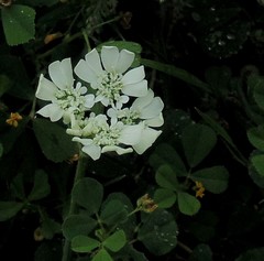 Orlaya grandiflora