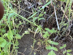 Claytonia parviflora viridis