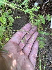 Claytonia parviflora viridis