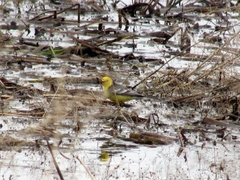 Motacilla citreola