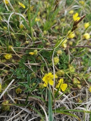 Potentilla incana