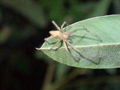 Cheiracanthium auriculatum