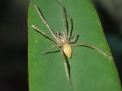 Cheiracanthium auriculatum