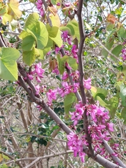 Cercis siliquastrum