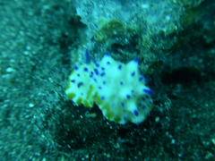 Mexichromis multituberculata