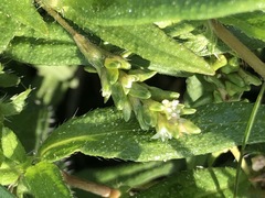 Persicaria prostrata