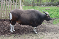 Bos javanicus