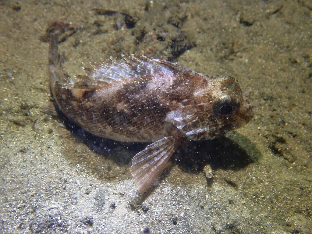 Gemarmerde bullrout (Centropogon marmoratus) — Tetrarogidae