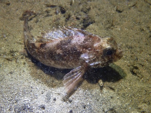 Bullrout (Centropogon marmoratus) — Tetrarogidae