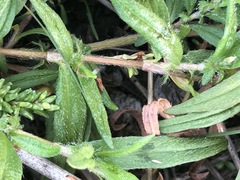 Persicaria prostrata