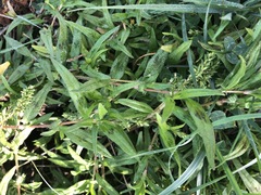 Persicaria prostrata