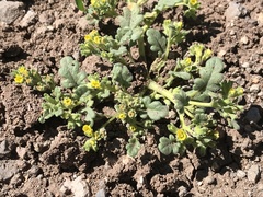 Phacelia monoensis