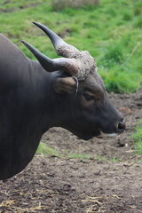 Bos javanicus