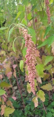 Chenopodium formosanum