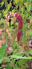 Chenopodium formosanum