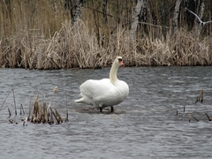 Cygnus olor