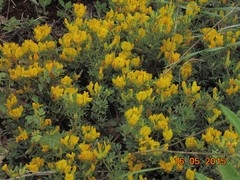 Chamaecytisus hirsutus