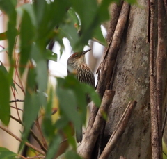 Climacteris erythrops