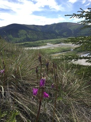 Primula pauciflora pauciflora