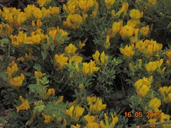 Chamaecytisus hirsutus