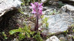 Pedicularis rosea