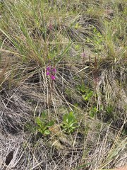 Primula pauciflora pauciflora