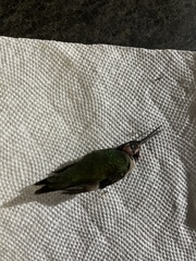 Archilochus colubris