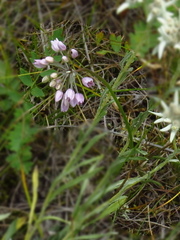 Allium rubens