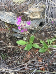 Primula pauciflora pauciflora